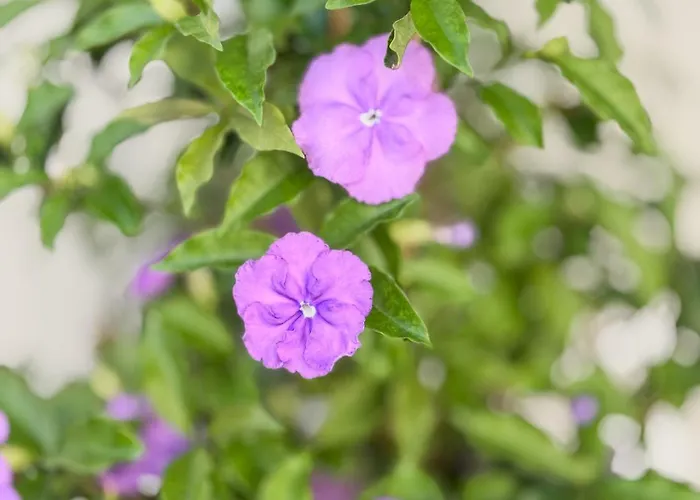 Villa Levada Dreamscape - *