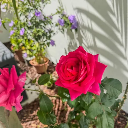 Levada Dreamscape - Villa