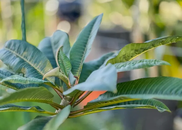 Βίλα Levada Dreamscape -