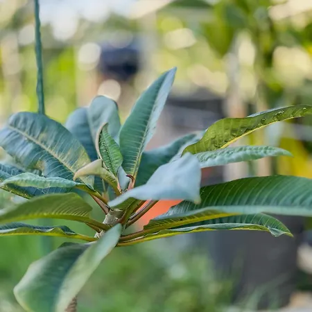 ヴィラ Levada Dreamscape -